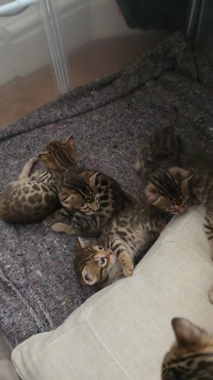 Bengal cats for sale: 🐾 Our beautiful Bengal kittens are now ready in Leicester - Video 1