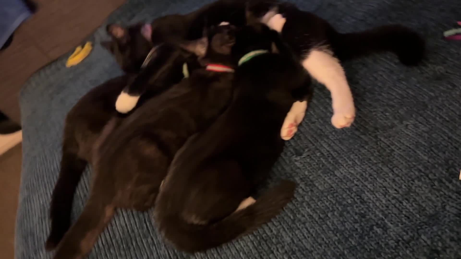 Mixed Breed cats for sale: Two handsome boys - Video 2