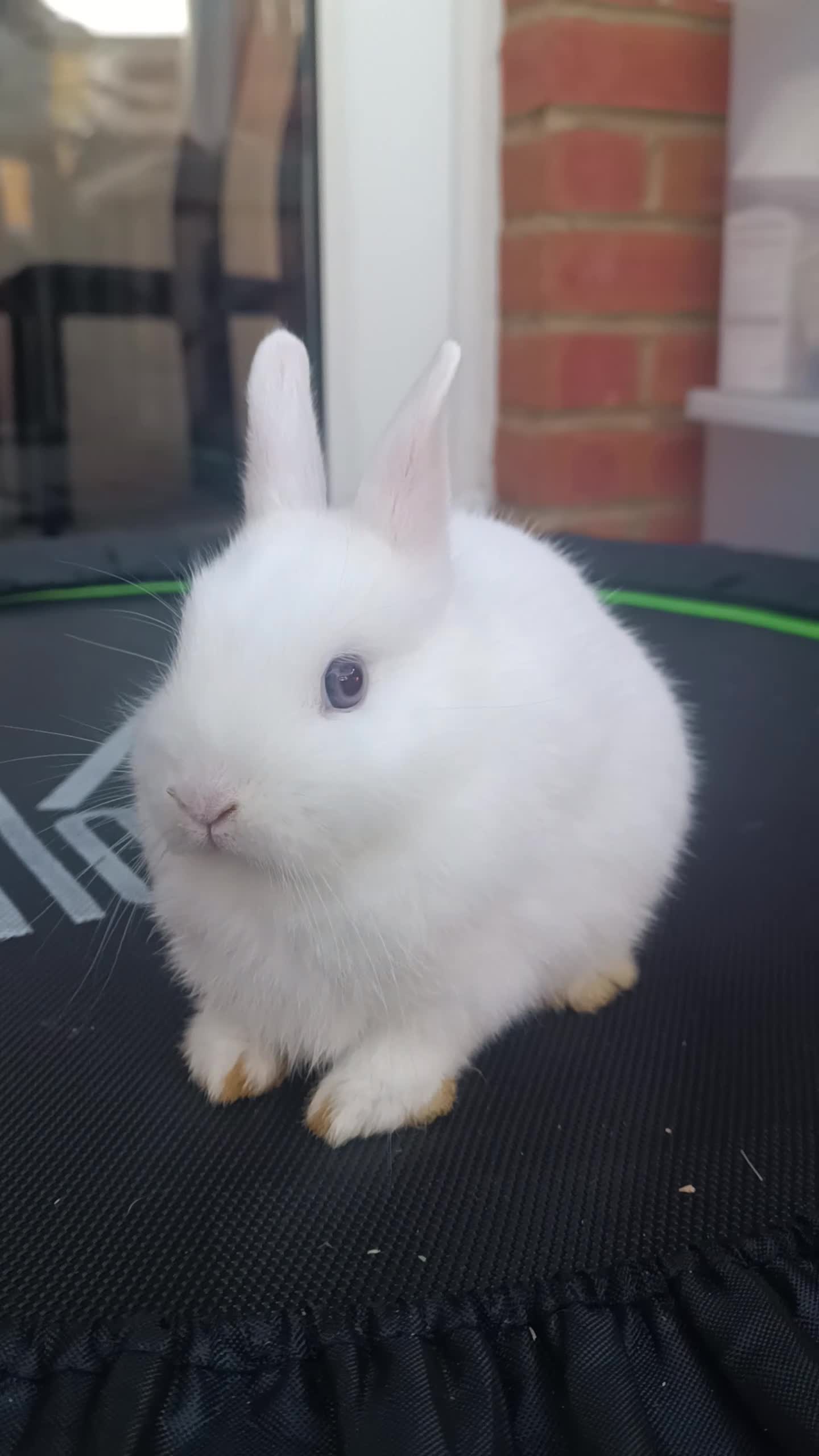 Netherland Dwarf rabbits for sale: Netherland Dwarf BEW Rabbit  - Video 1