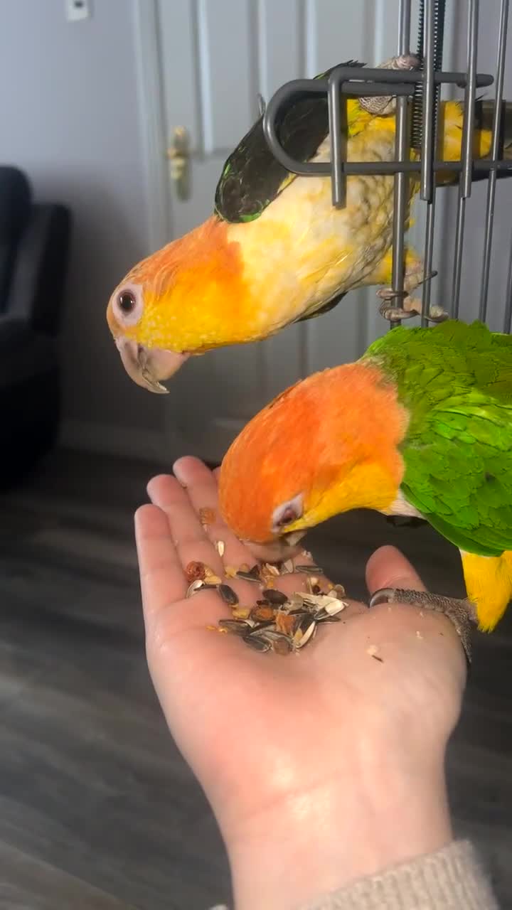 Parrots birds for sale: Bonded pair of yellow thighed caiques  - Video 3