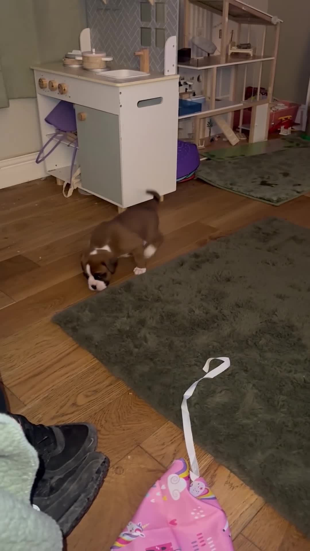 Boxer dogs for sale: Female Boxer Puppies  in Wellingborough - Video 2