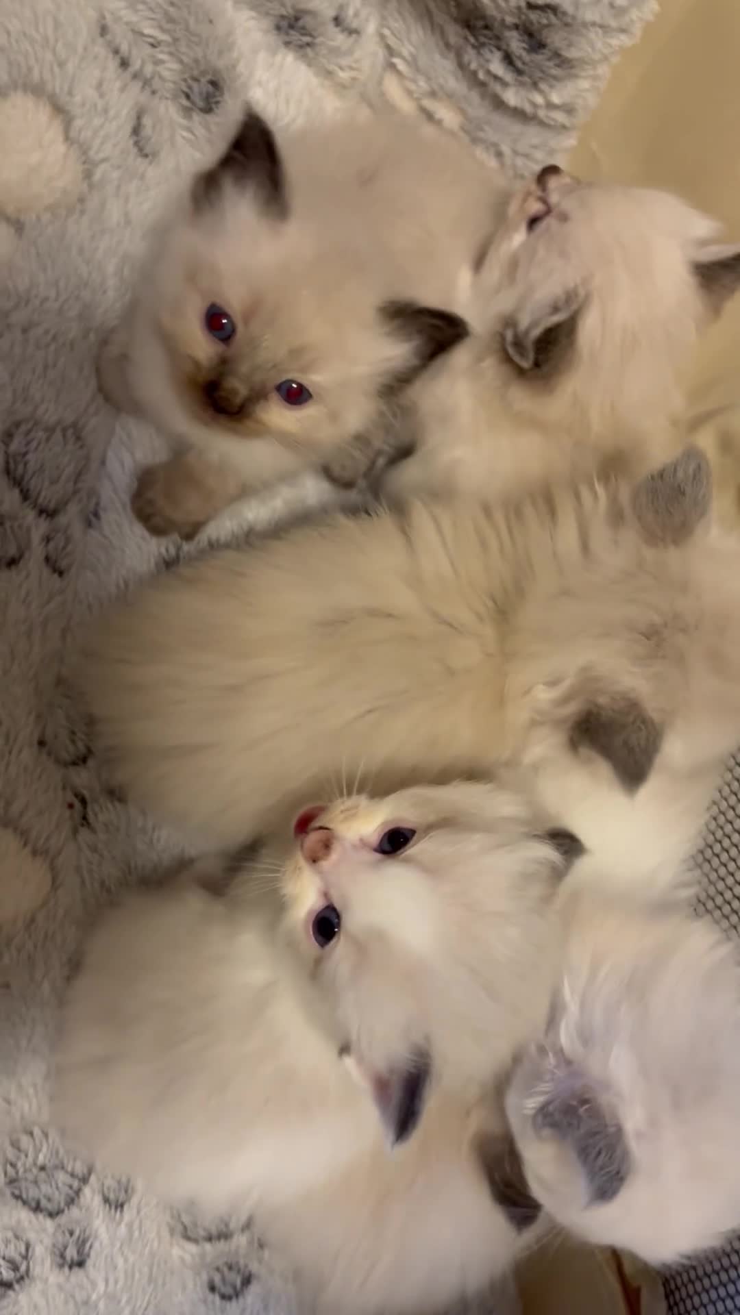 Ragdoll cats for sale: Mixed litter Ragdoll kittens  - Video 1