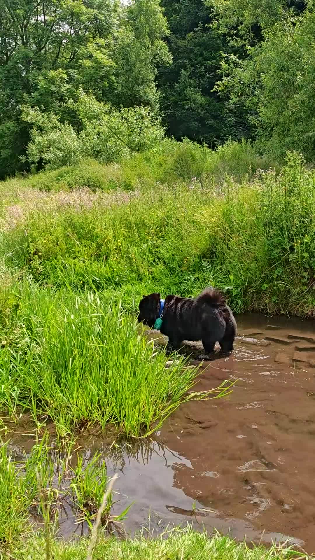 Chow Chow dogs for stud: Dollar – Smooth Coat Chow Chow Available for Stud in Burton-on-Trent - Video 1