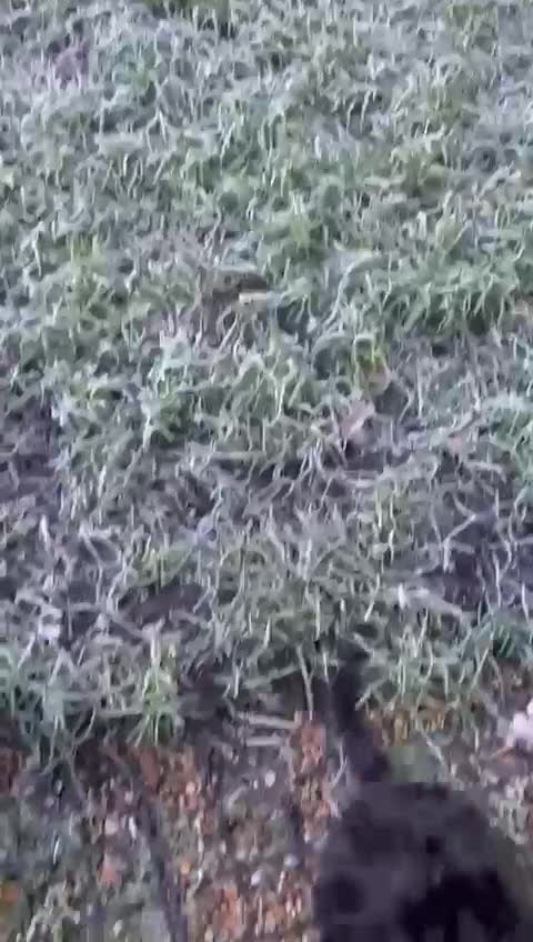 Bedlington Terrier dogs for sale: Bedlington pup - Video 1