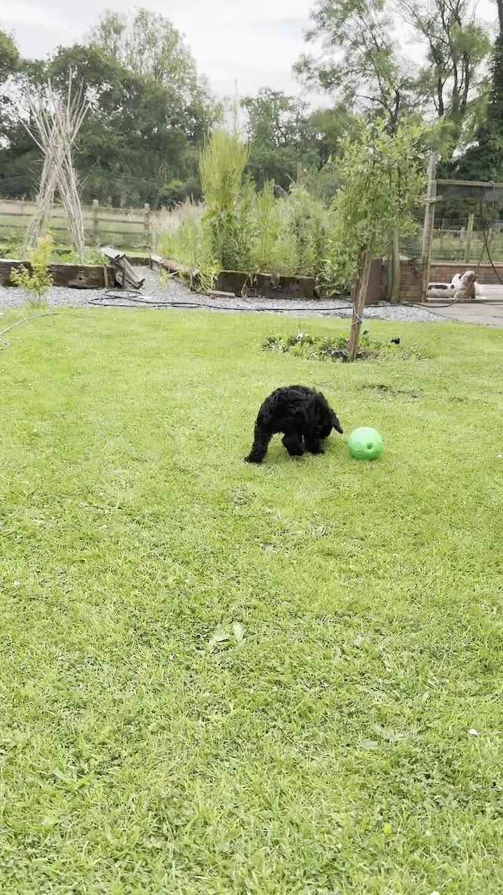 Sproodle dogs for sale: STUNNING SPROODLE BOY - Video 1