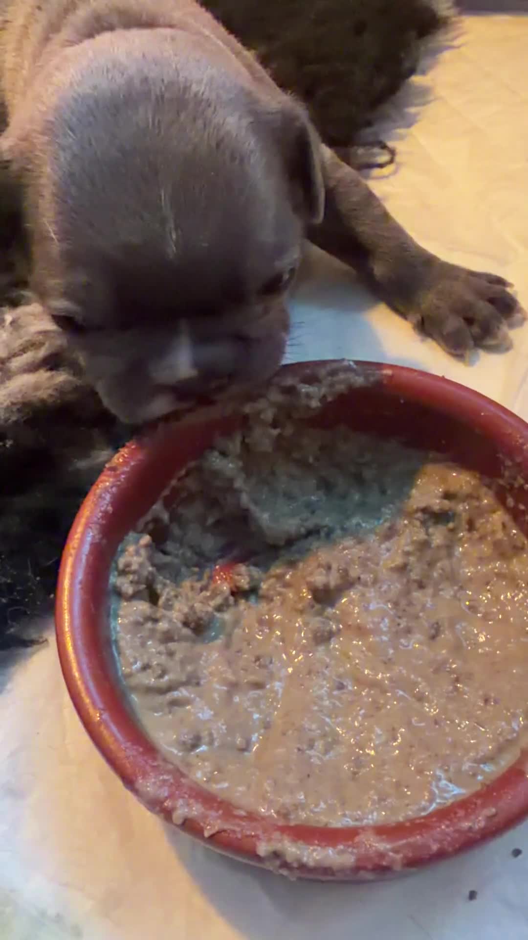 French Bulldog dogs for sale: KC registered French bulldog puppies  in Congleton - Video 1