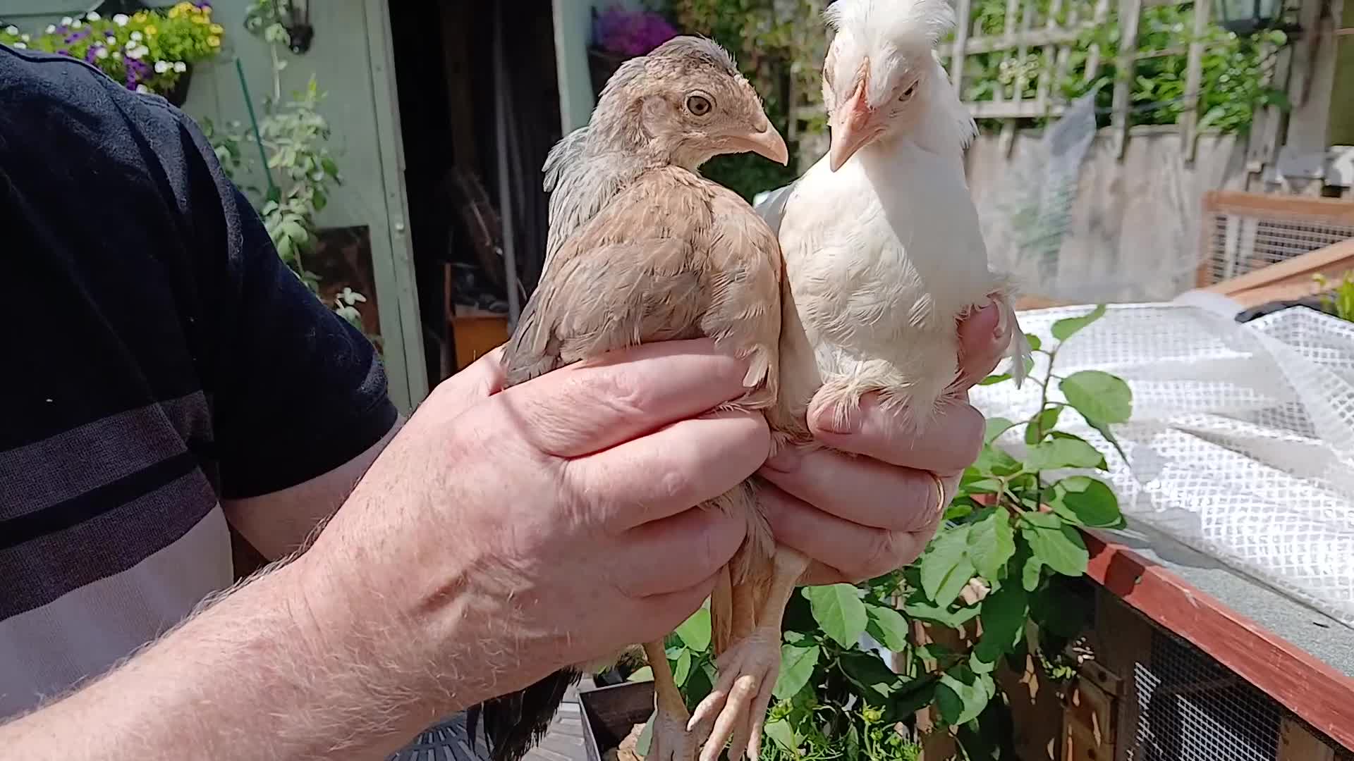 Chickens poultry for sale: 3 x legbars - Video 1