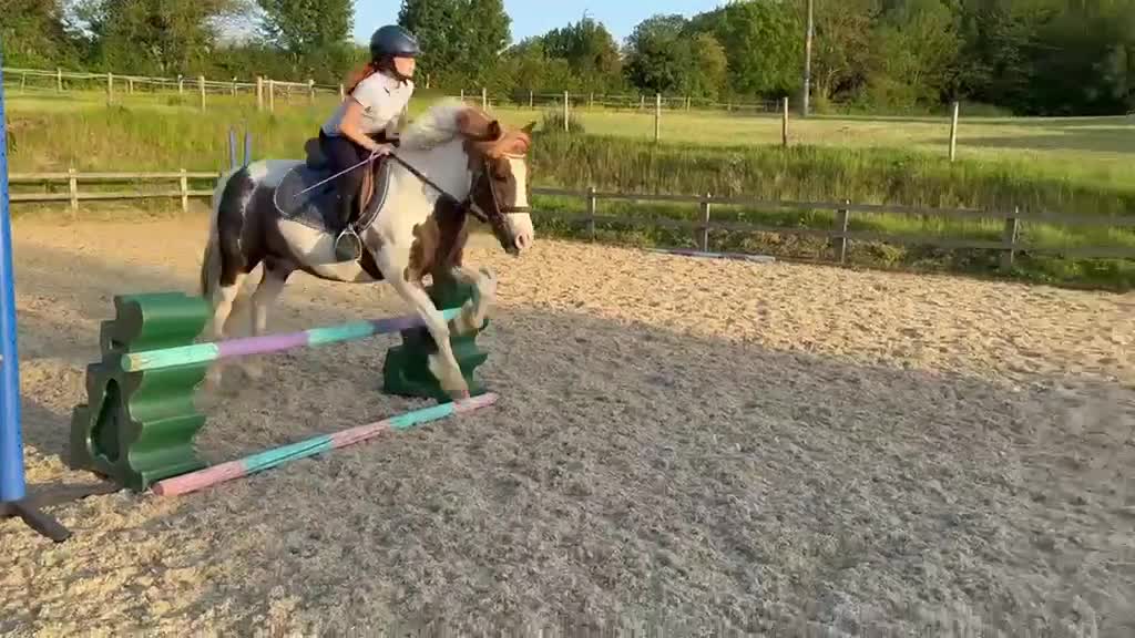 Welsh Section C horses for sale: 12.2 Family/PC Pony in Stowmarket - Video 1