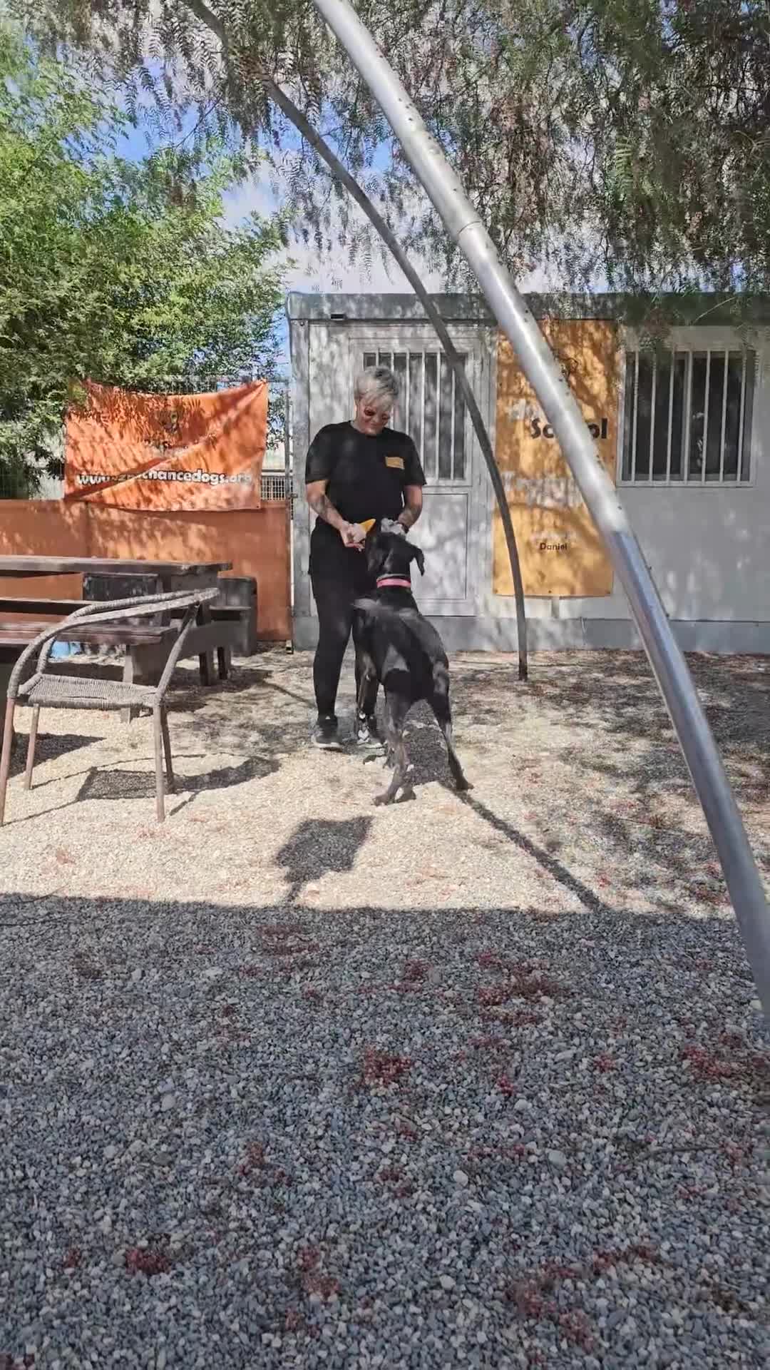Labrador Retriever dogs for adoption: Prince - 4 years waiting for a home - Video 3