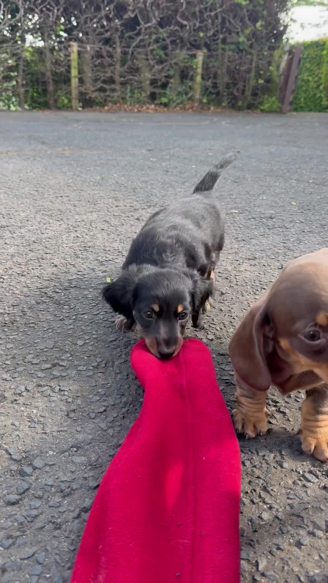 Miniature Dachshund dogs for sale: 1 Longhaired Miniature Dachshund Male - Video 2