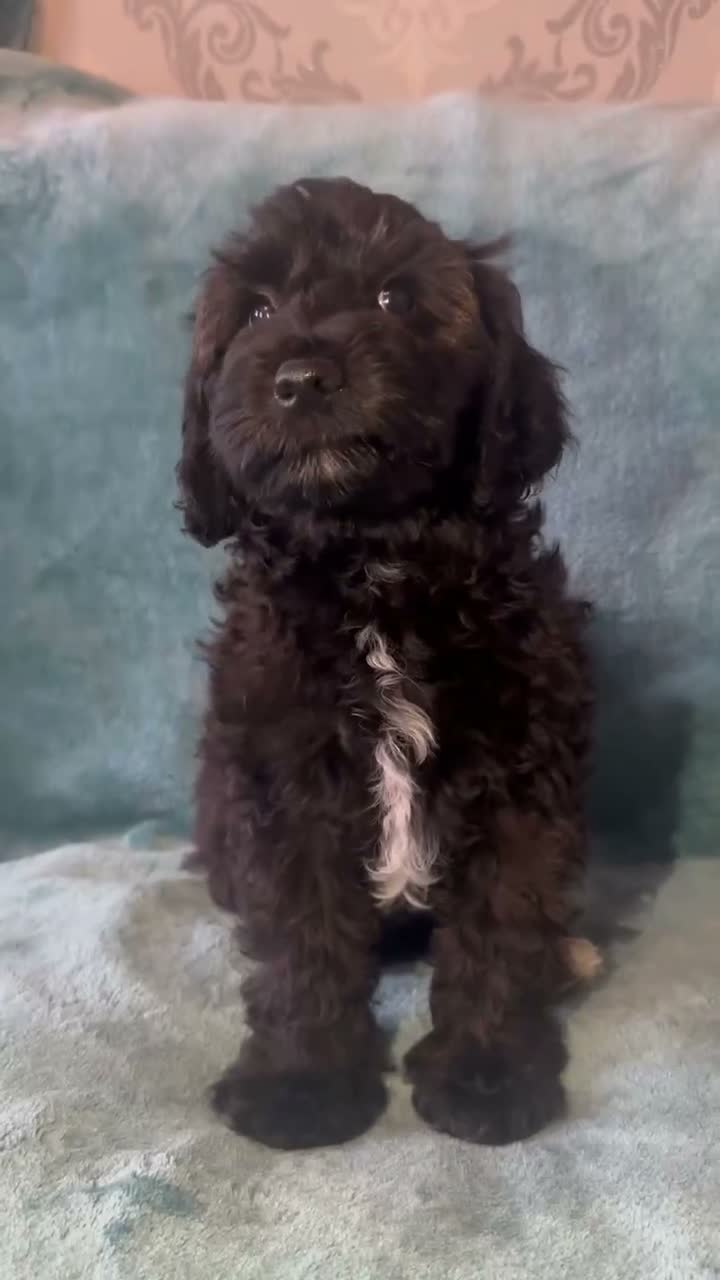 Australian Labradoodle dogs for sale: Australian Labradoodle Small Size  - Video 2