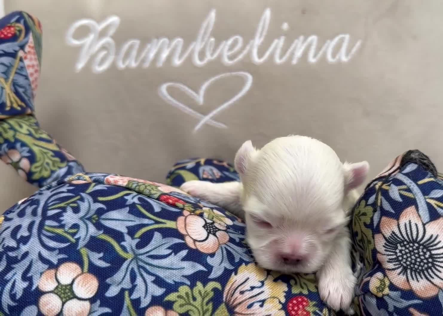 Maltese dogs for sale: Bambelina Full Korean Bloodline Maltese - Video 1