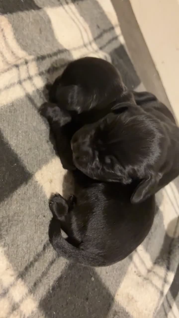 Mixed Breed dogs for sale: 5 BEAUTIFUL SPRINGER/SPROCKER PUPPIES FO SALE  - Video 2