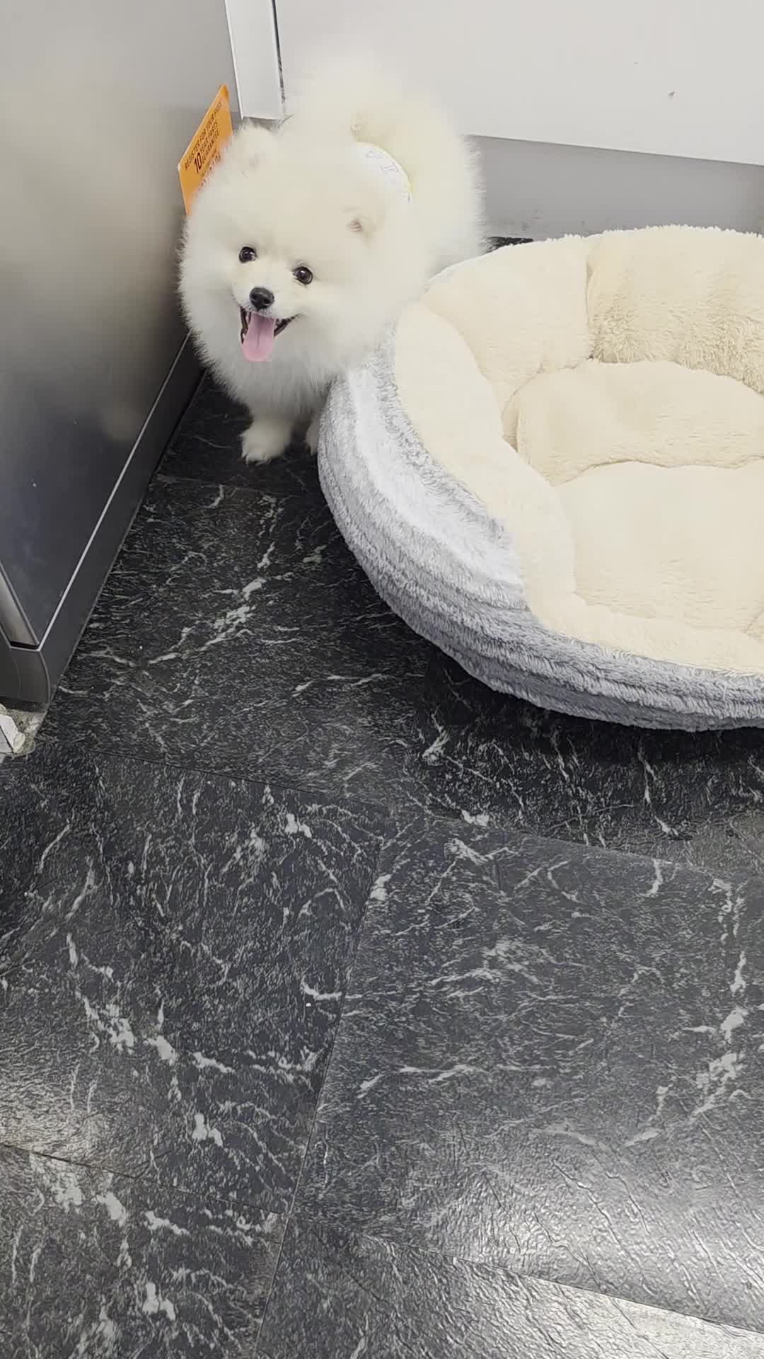 Pomeranian dogs for sale: Little Pomeranian puppy  - Video 2