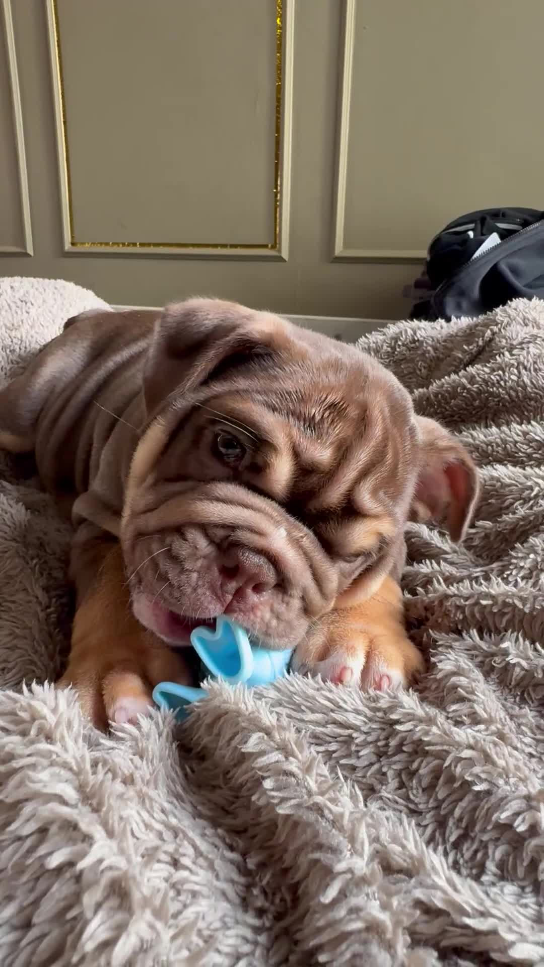 English Bulldog dogs for sale: English bulldog puppies  - Video 2