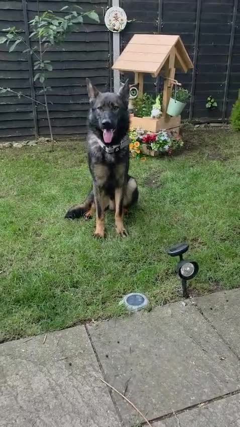 German Shepherd dogs for sale: German Shepherd  - Video 1