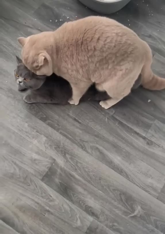 British Shorthair cats for stud: Super Fawn import for stud  - Video 1