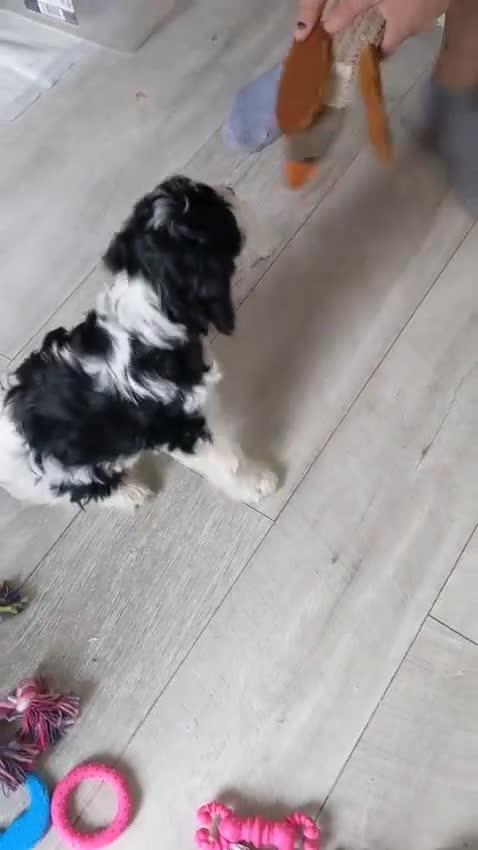 Cavapoo dogs for sale: Beautiful black and white cavapoo’s puppies - Video 1