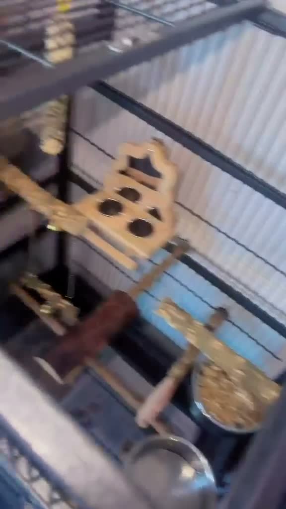 Parrots birds for sale: blue indian ringneck parrot - Video 4