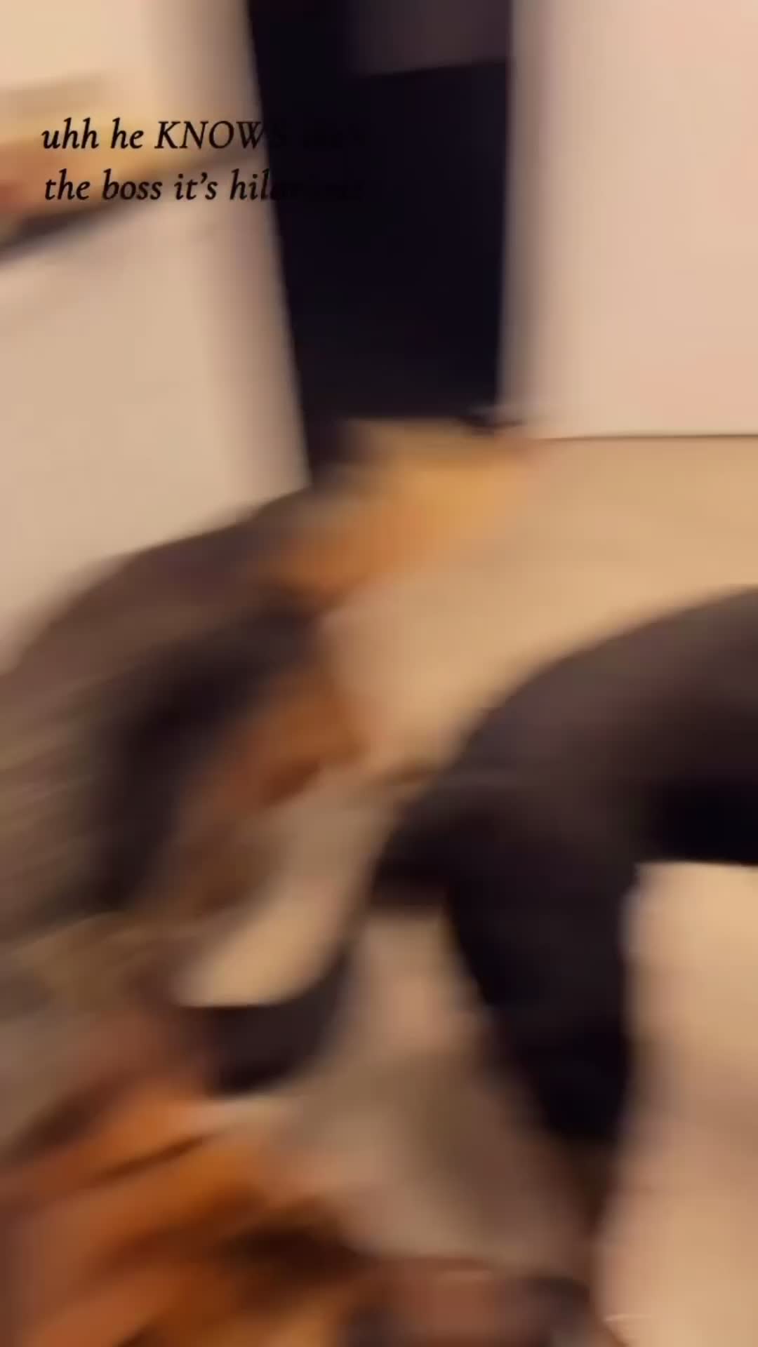 German Shepherd dogs for sale: HIGHprotection - performance ex police GSD  - Video 2