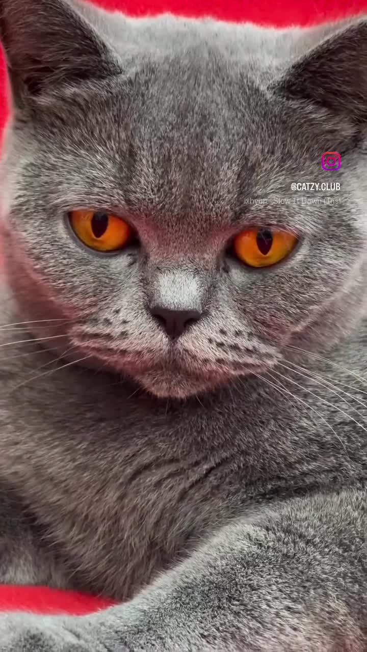 British Shorthair cats for sale: Lovely GCCF Active Queen – Ready for Her New Home - Video 1