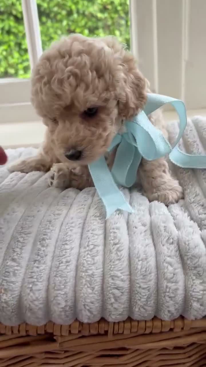 Mixed Breed dogs for sale: Stunning Shichon-poo teddies - Video 1
