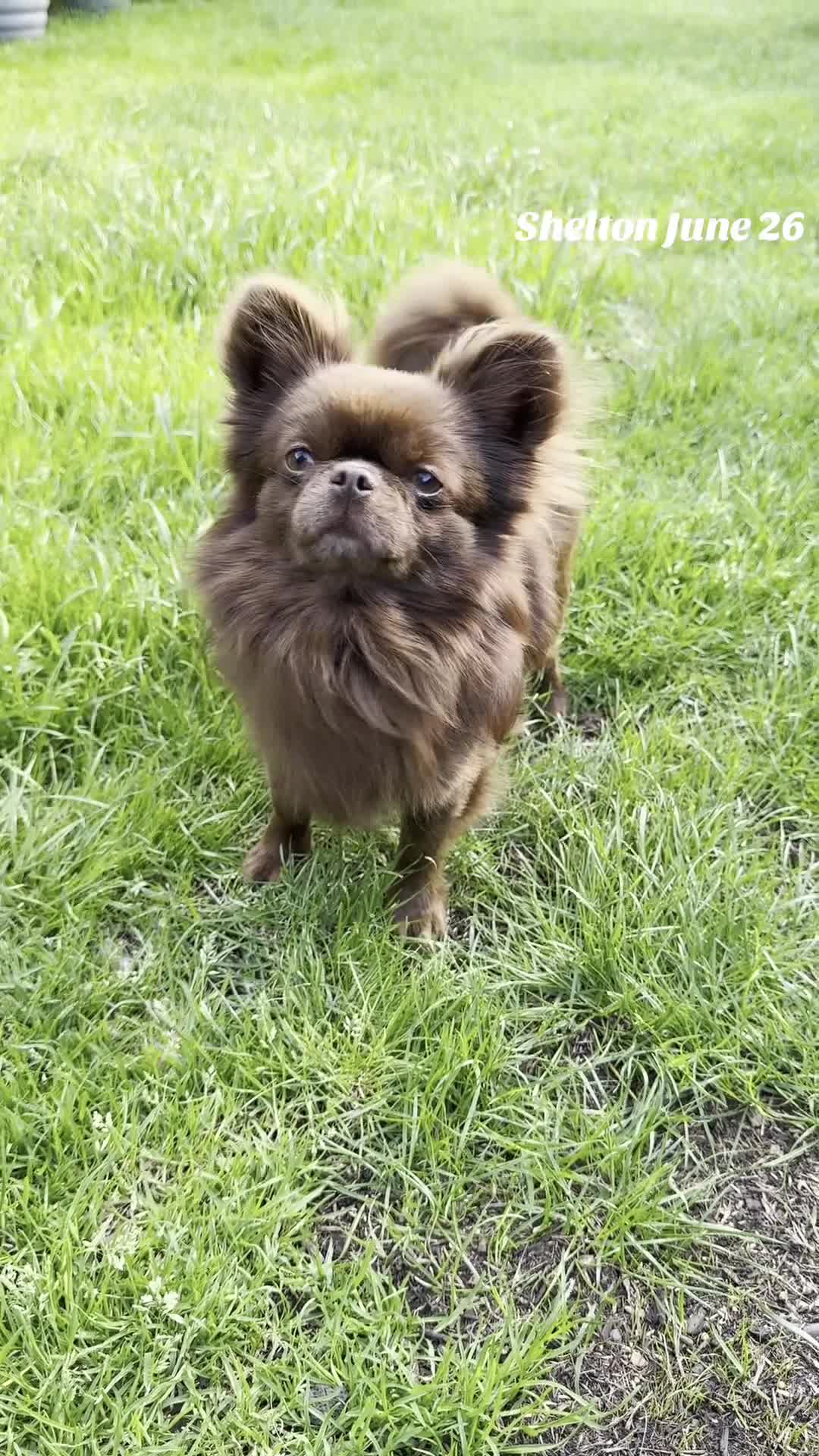 Chihuahua dogs for stud: Solid chocolate KC LC champion line DNA tested  - Video 1