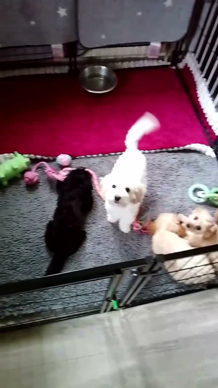 Mixed Breed dogs for sale: Cavapoochon puppies with 5 weeks free insurance  - Video 2