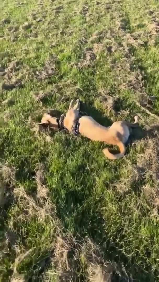 Mixed Breed dogs for adoption: Gorgeous Jack in Basildon - Video 2