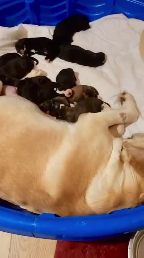 Mixed Breed dogs for sale: Lab- Cane Corso Puppies Looking for Loving Homes - Video 1