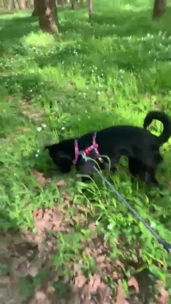 Mixed Breed dogs for adoption: ❤️🐶 PULKA – SHE OFFERS HER PAW… AND WHOLE HEART in Burton-on-Trent - Video 2