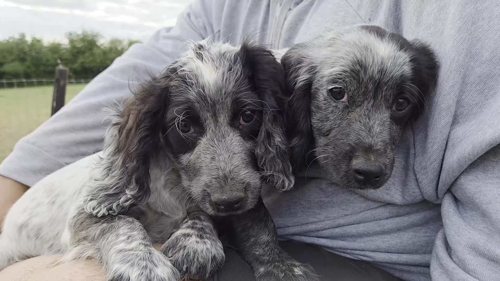 Cocker Spaniel dogs for sale: ❗️5 beautiful cocker spaniel puppies❗️🥰 - Video 1