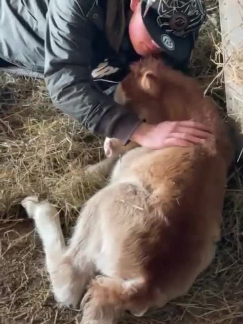 Welsh Section A horses for sale: Tame Gelding etm 11.2hh Kids Lead Rein Riding Pony - Video 3