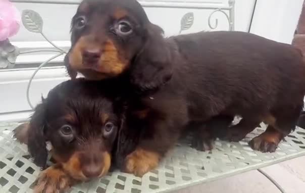 Dachshund dogs for sale: LONG-HAIRED DACHSHUND PUPPIES READY TO LEAVE in Manchester - Video 1