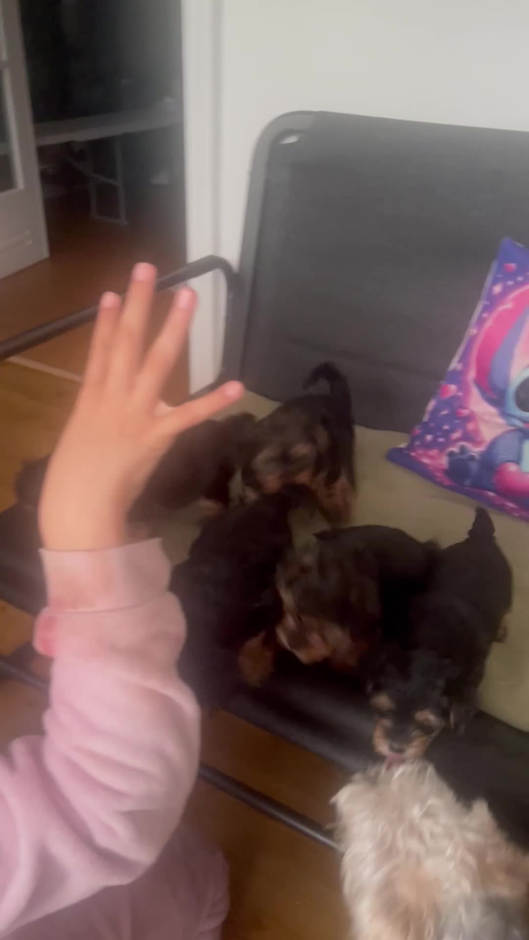 Yorkshire Terrier dogs for sale:  5- Adorable Yorkshire Terrier Puppies  in Croydon - Video 1