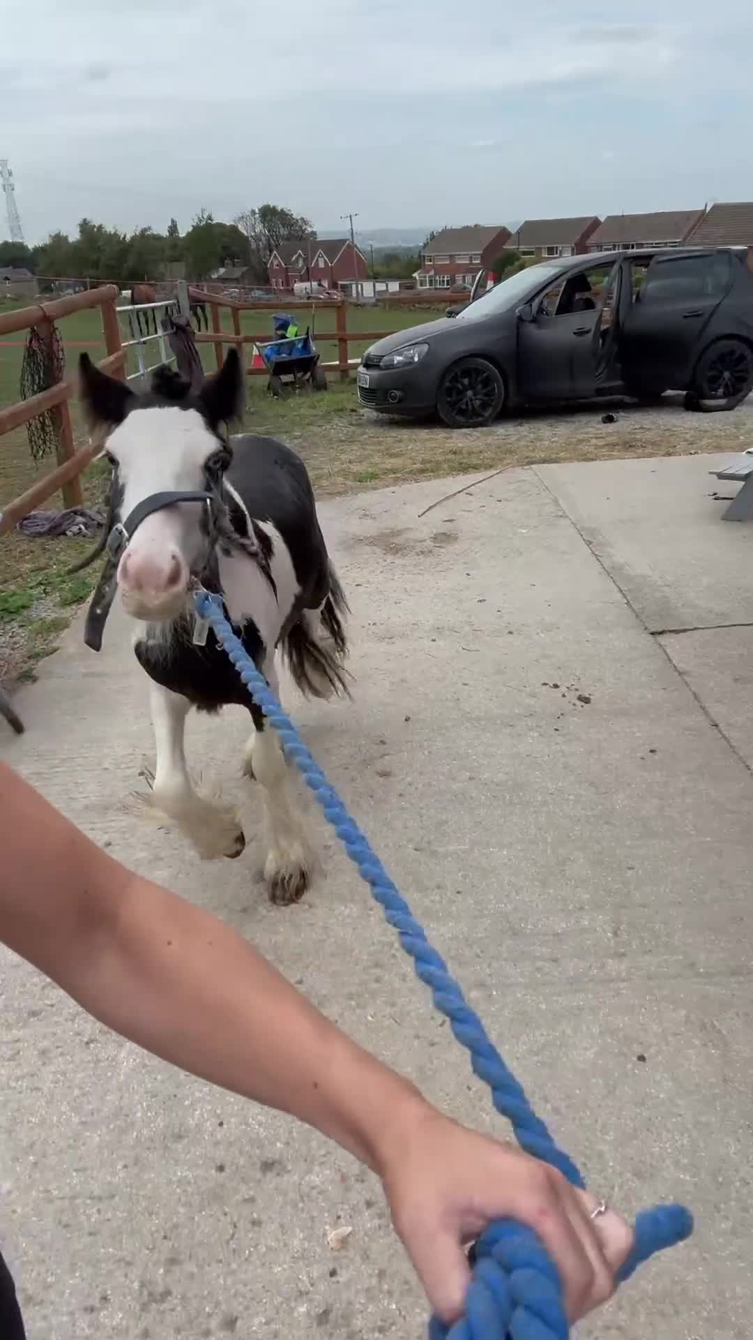 Irish Cob horses for sale: beautiful bingo 😍 - Video 2