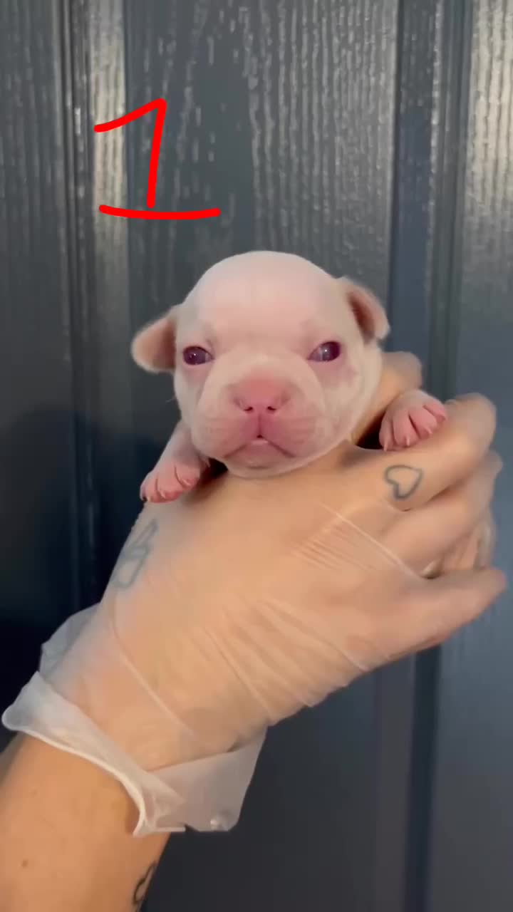 French Bulldog dogs for sale: Pink testable **s 🩷💙🍫🍪🔥 - Video 1