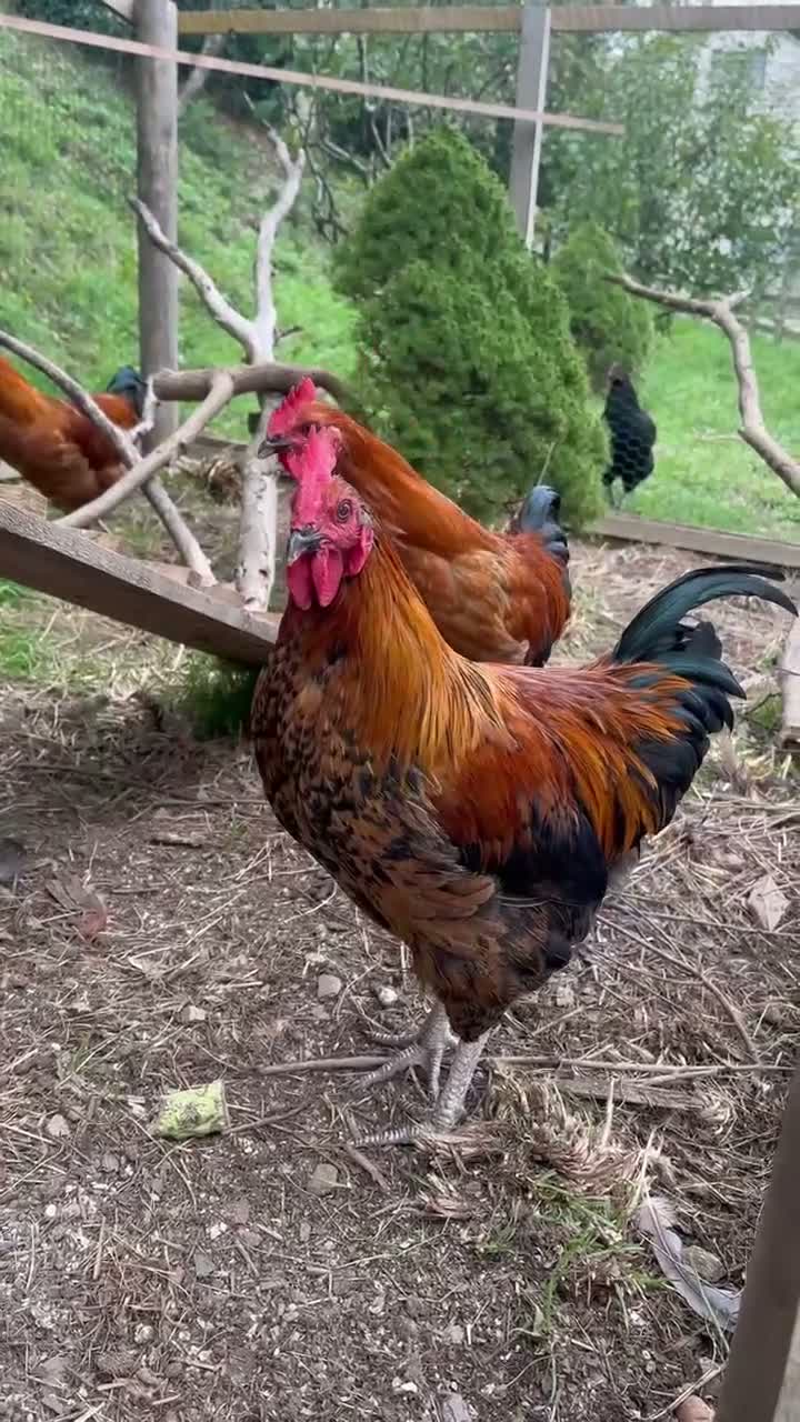 Chickens poultry for sale: Cockerels  in Newquay - Video 1