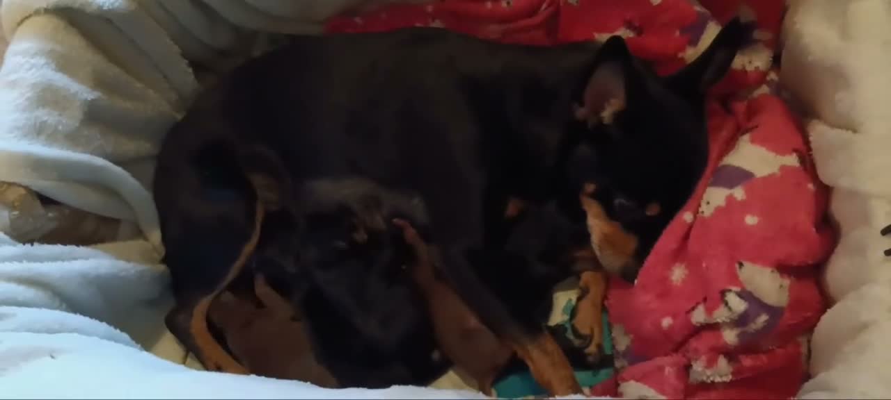 Pure breed Miniature Pinschers for sale for sale in Glasgow | Pets4Homes