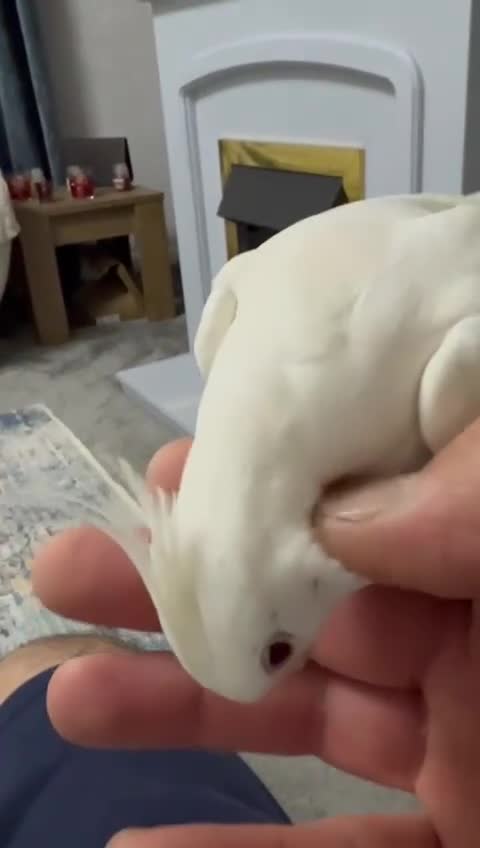 Cockatiels birds for sale: Cockatiels - Video 1