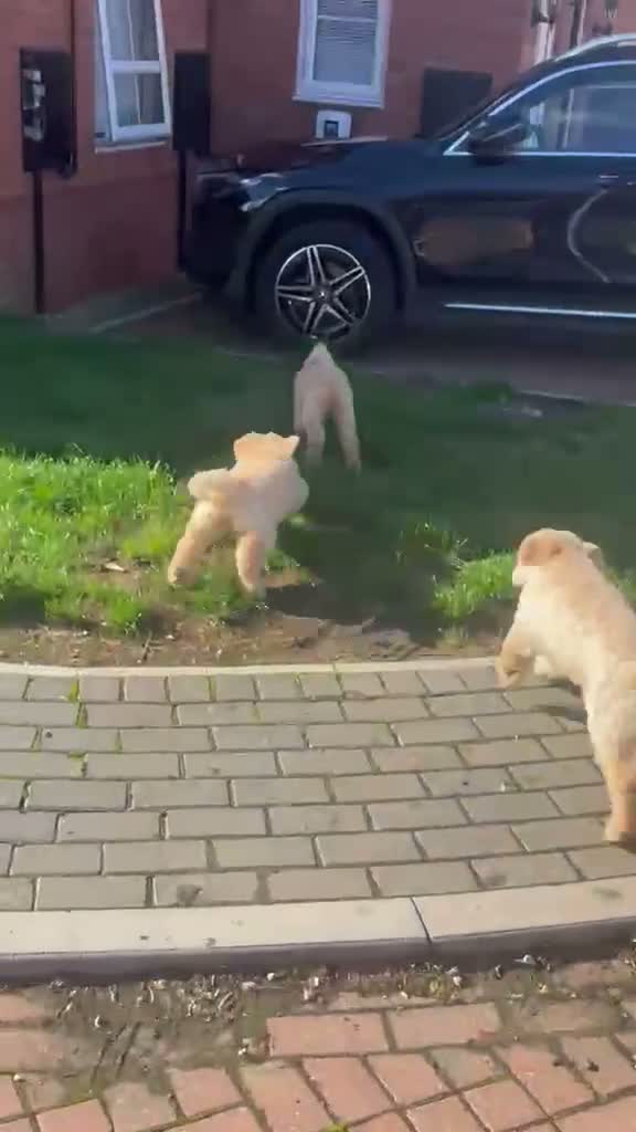 Mixed Breed dogs for sale: DNA tested Stunning labradoodle puppies - Video 1