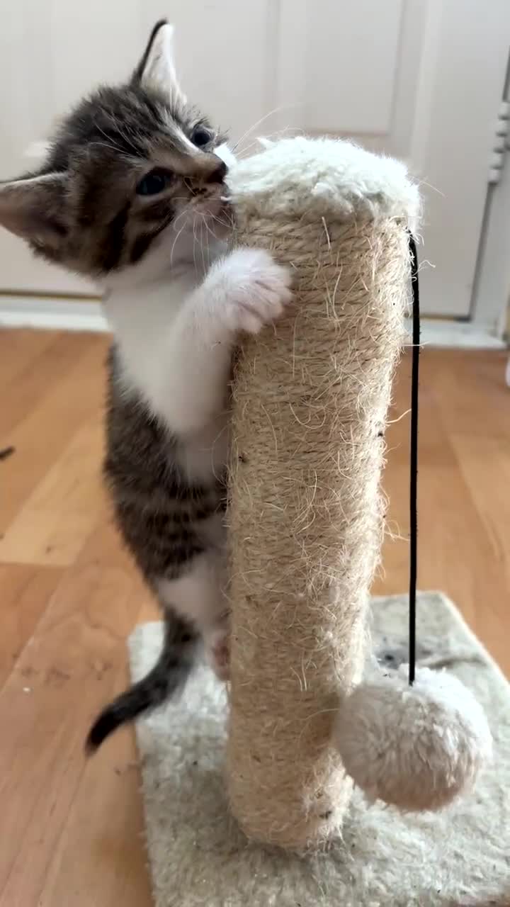 Mixed Breed cats for sale: Two female mixed kittens for sale - Video 2