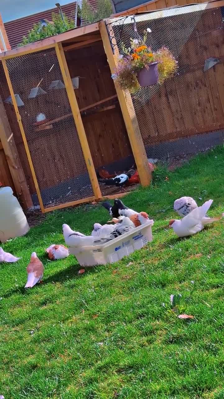 Pigeons birds for sale: Afghan pigeon's - Video 1