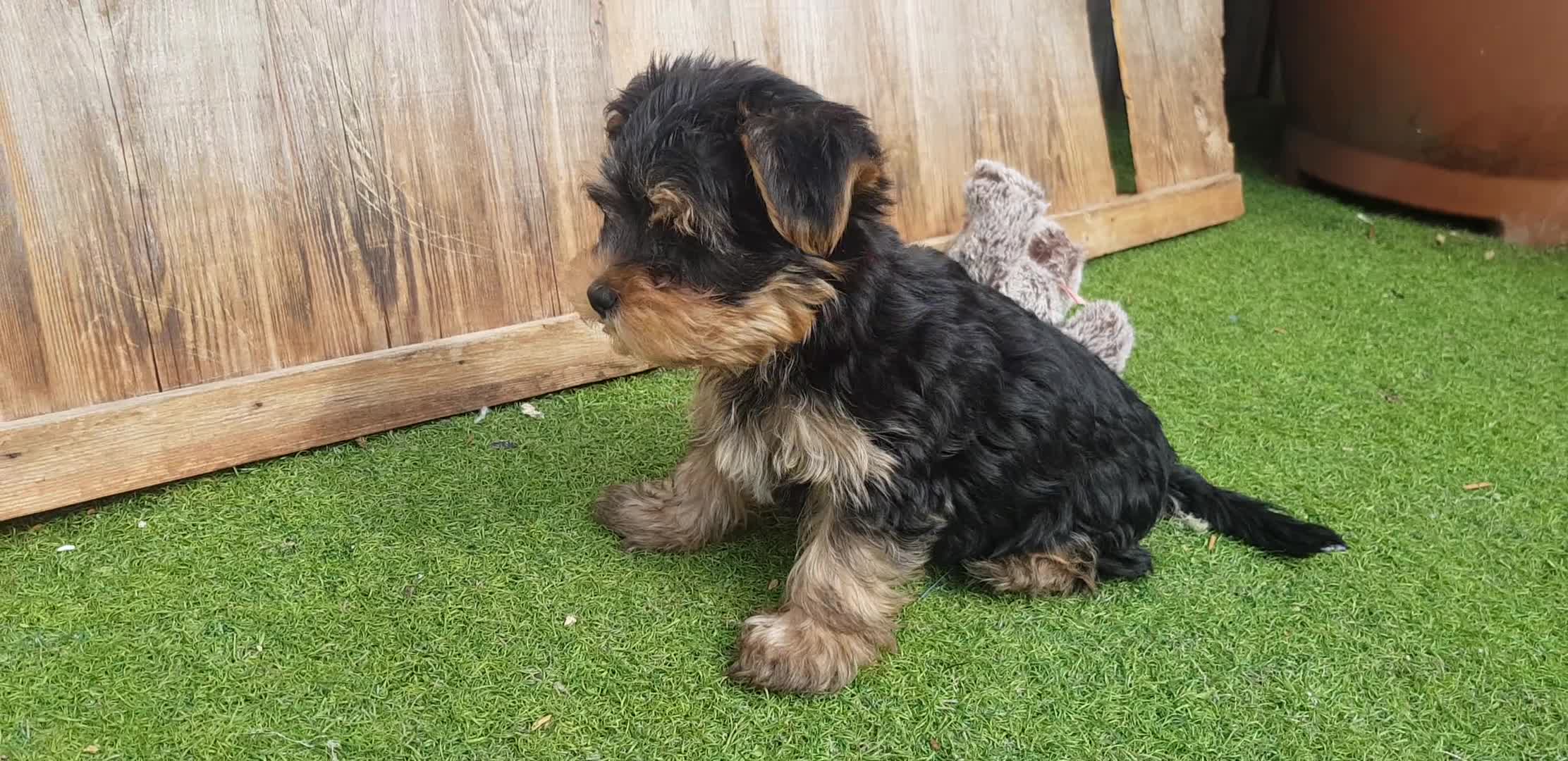 Yorkshire Terrier dogs for sale: Yorkshire terrier puppies 1  boy 12 weeks old  - Video 2