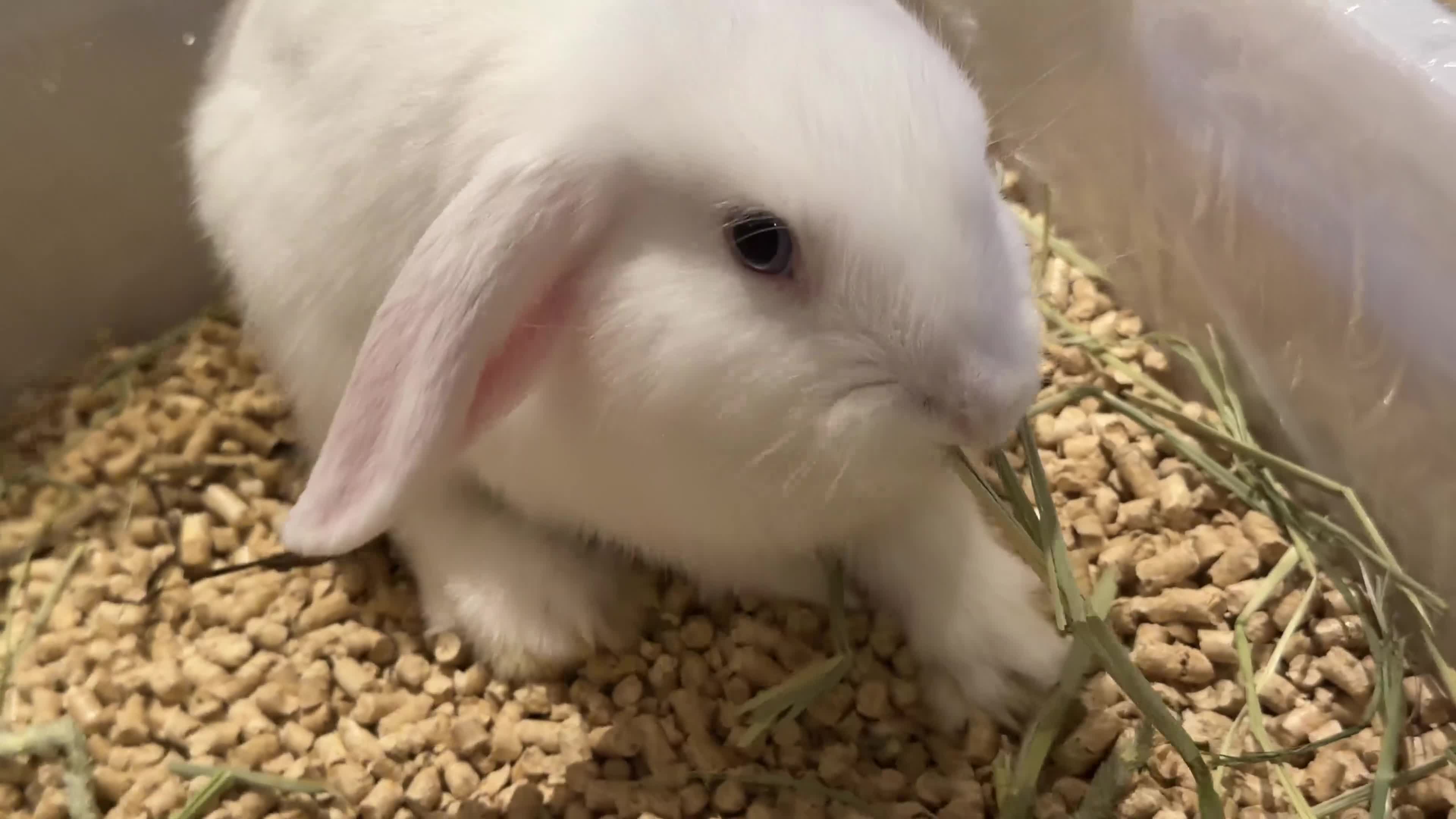 Mini Lop rabbits for sale: Beige and White Mini Loop, toilet trained !!  - Video 1