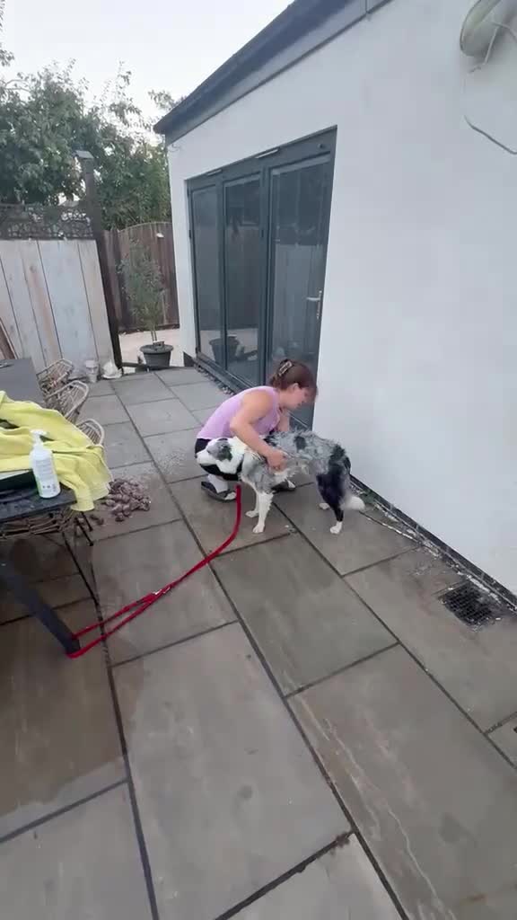 Mixed Breed dogs for adoption: ❗🚨 URGENT FOSTER 💙STRIKE💙 4 yo Border Collie in Trefriw - Video 2
