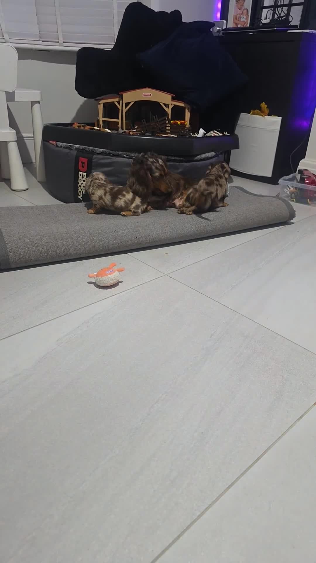 Dachshund dogs for sale: Miniature long hair dapple daxie puppy's  - Video 1