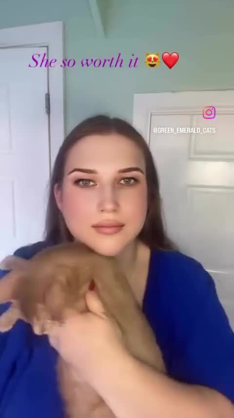 Abyssinian cats for sale: TICA TRIPPLE GRAND CHAMPION ABYSSINIAN GIRL - Video 1