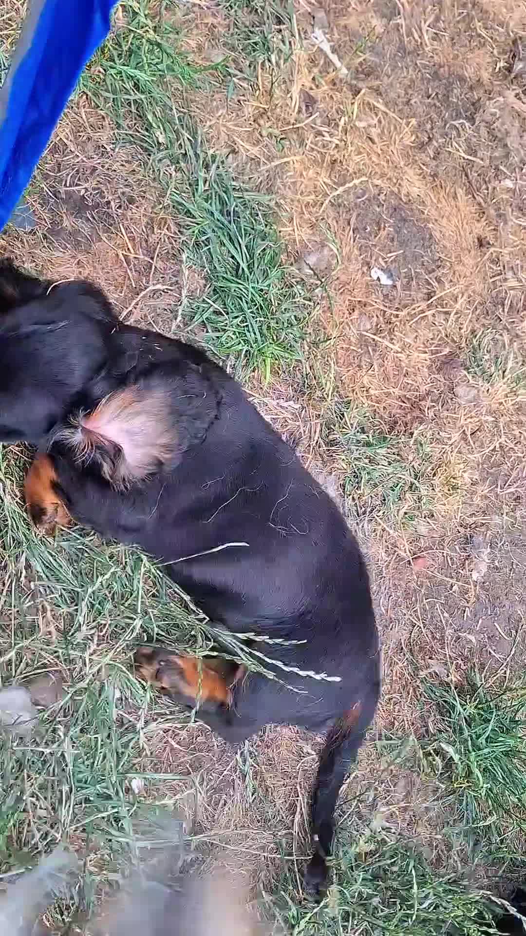 Miniature Dachshund dogs for sale: Long Haired miniature dachshund 2 boys  - Video 1