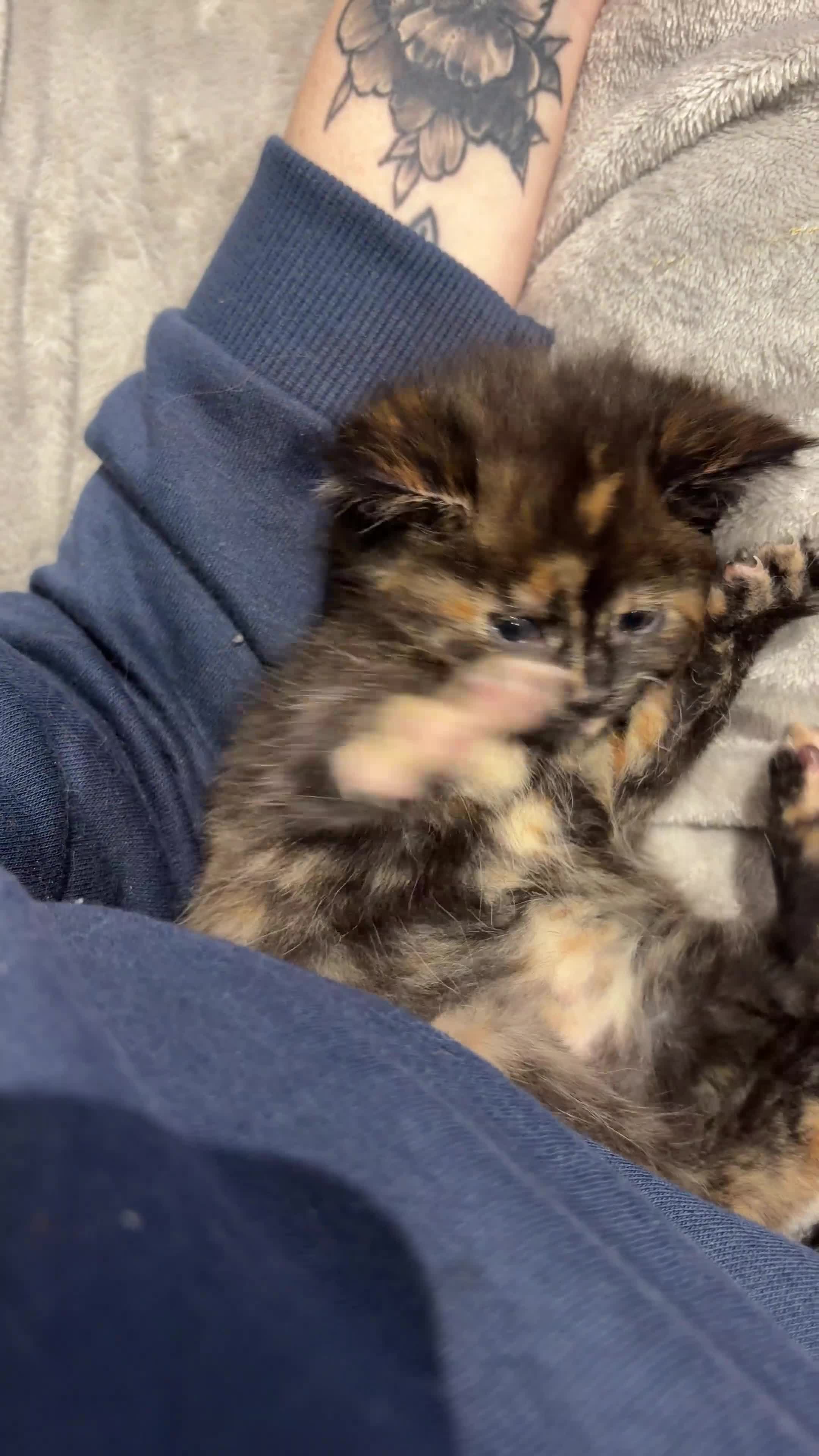 Maine Coon cats for sale: ONE mainecoon female left - Video 1